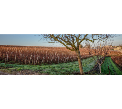 Опознайте Бордо: Chateau Troplong-Mondot 2008 Saint-Emilion Grand Cru Classé