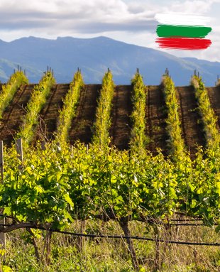 България, макар и далеч назад в класацията за най-известни или престижни производители на вино, със сигурност се нарежда сред най-плодовитите и е с една от най-дългите истории на лозарство и винопроизводство.