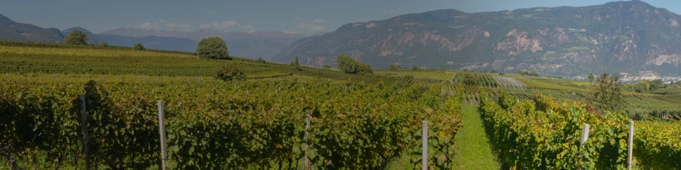 Alto Adige