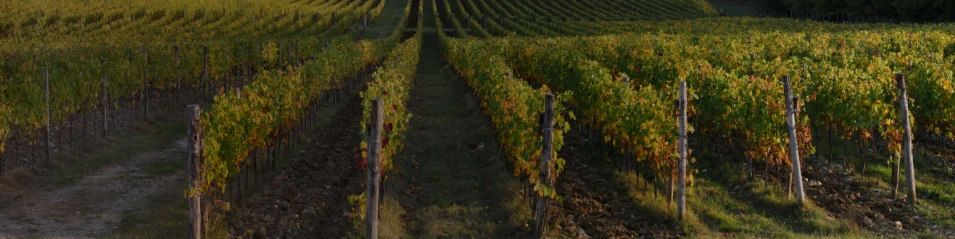 Chianti