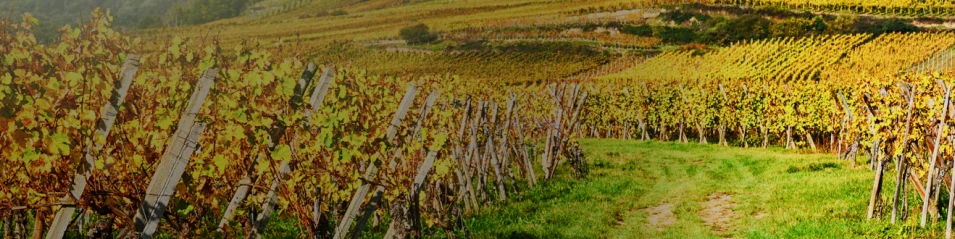 Rhone Valley
