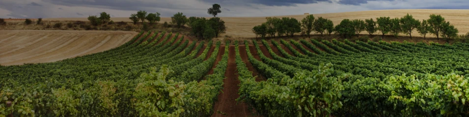 Ribera del Duero