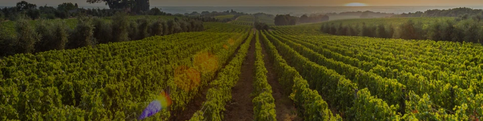 Rose Valley