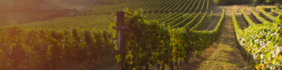 Chablis