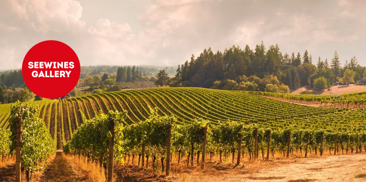 Дегустация в Галерия: Сърцето на Южна Италия Vol.1