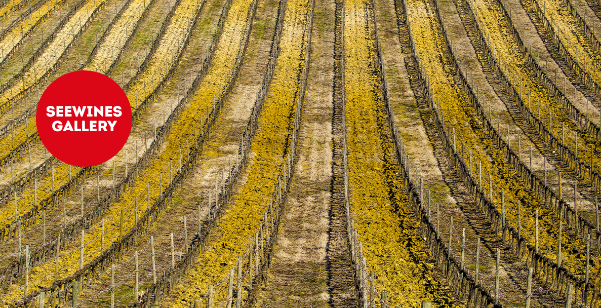 Дегустация в Галерия : Нови френски звезди от Шампан до Прованс
