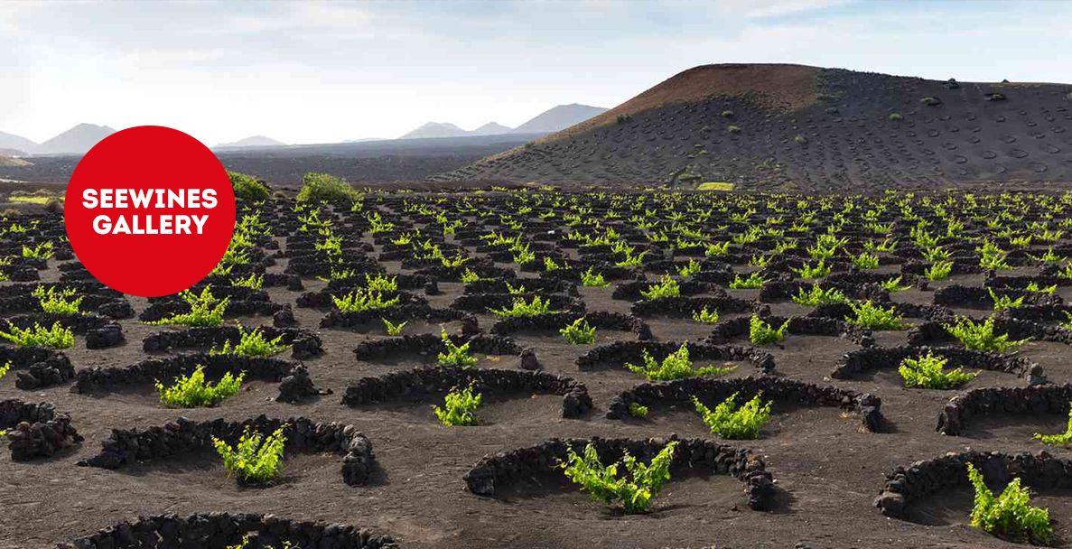 Дегустация в Галерия: Сърцето на Южна Италия Vol.2