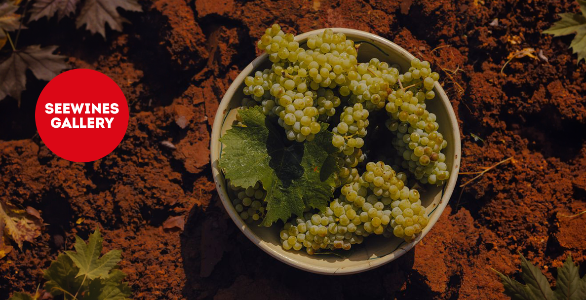 Дегустация в Галерия: Различните лица на Sauvignon Blanc по света