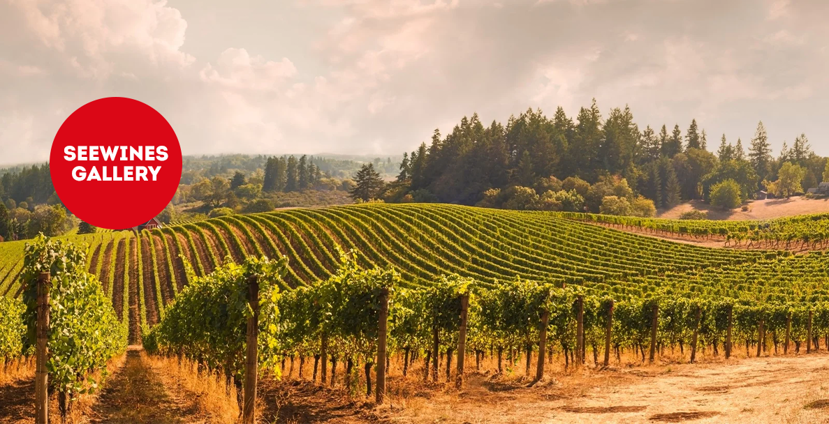 Дегустация в Галерия: Сърцето на Южна Италия Vol.1