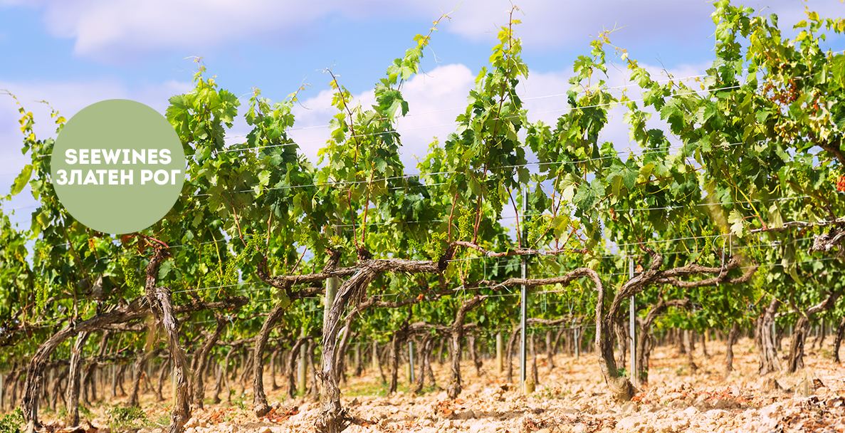 Дегустация в Златен рог: „Terroir battle“ с немски ризлинг -  Mosel vs Rheinhessen!