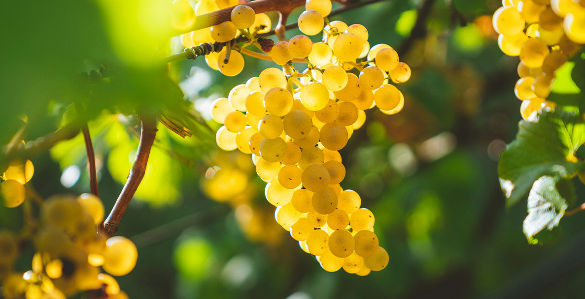 Шардоне от 5 тероара с кулминация Chassagne - Montrachet Blanc 2020 на Gagnard