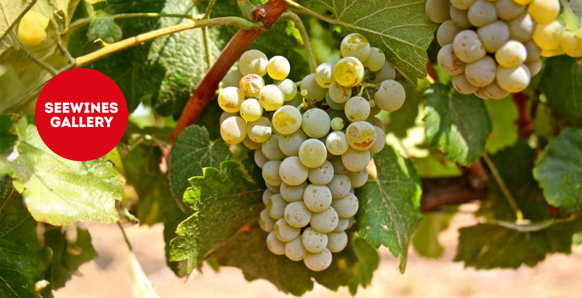 Дегустация в Галерия: Албариньо – Атлантическият хамелеон!