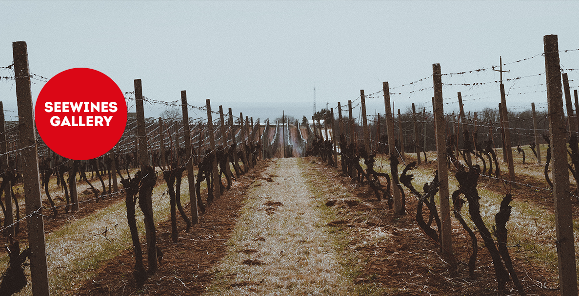 Дегустация в Галерия: Бургундия с изгряващата звезда Бертран Башле
