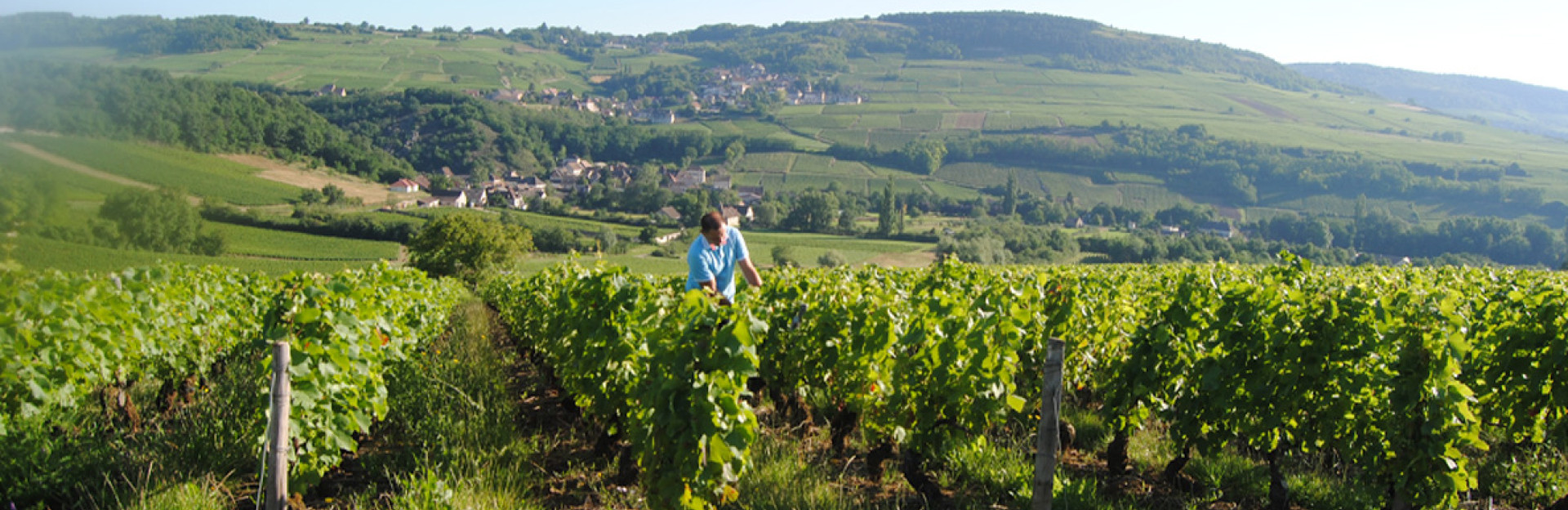 Domaine du Beauregard – пет поколения семейни винари от Бургундия
