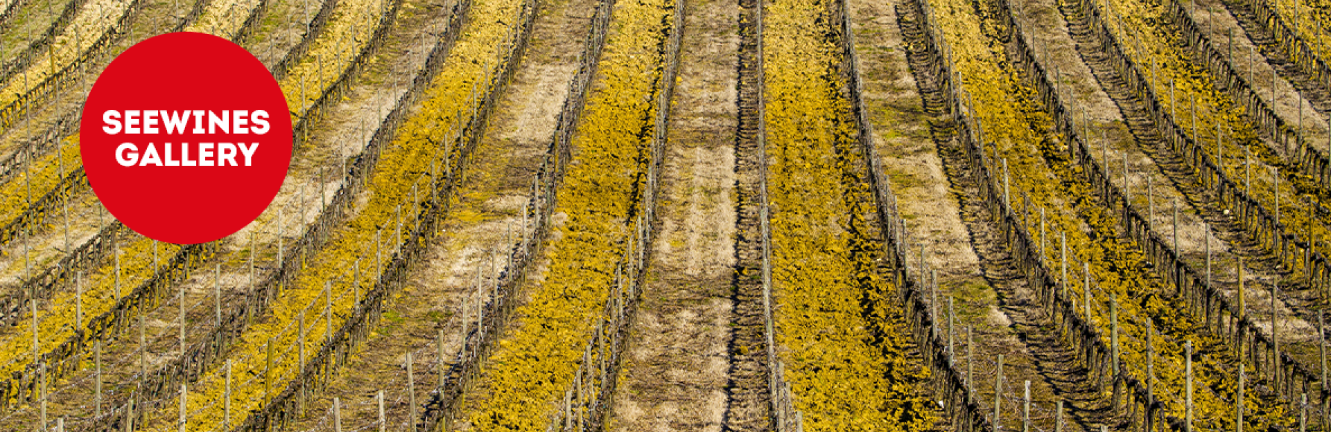 Дегустация в Галерия : Нови френски звезди от Шампан до Прованс