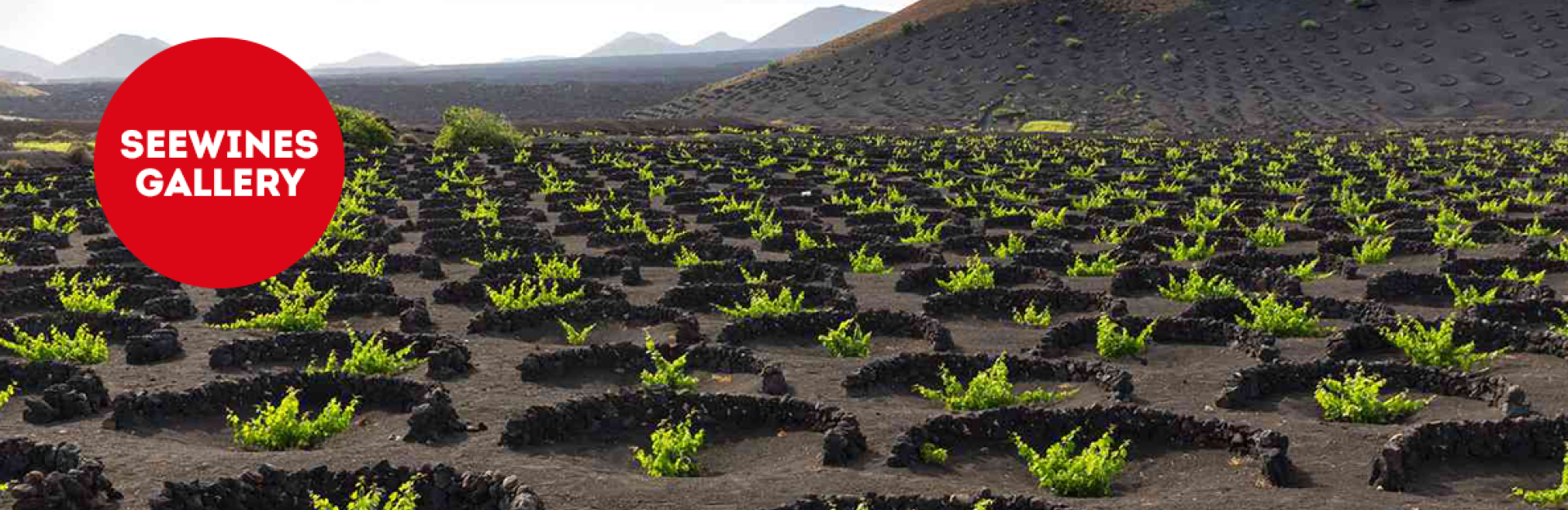 Дегустация в Галерия: Сърцето на Южна Италия Vol.2