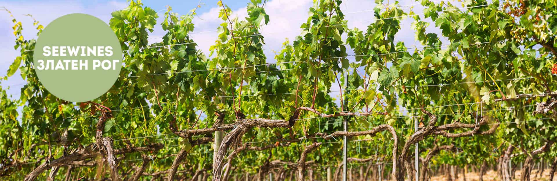 Дегустация в Златен рог: „Terroir battle“ с немски ризлинг -  Mosel vs Rheinhessen!
