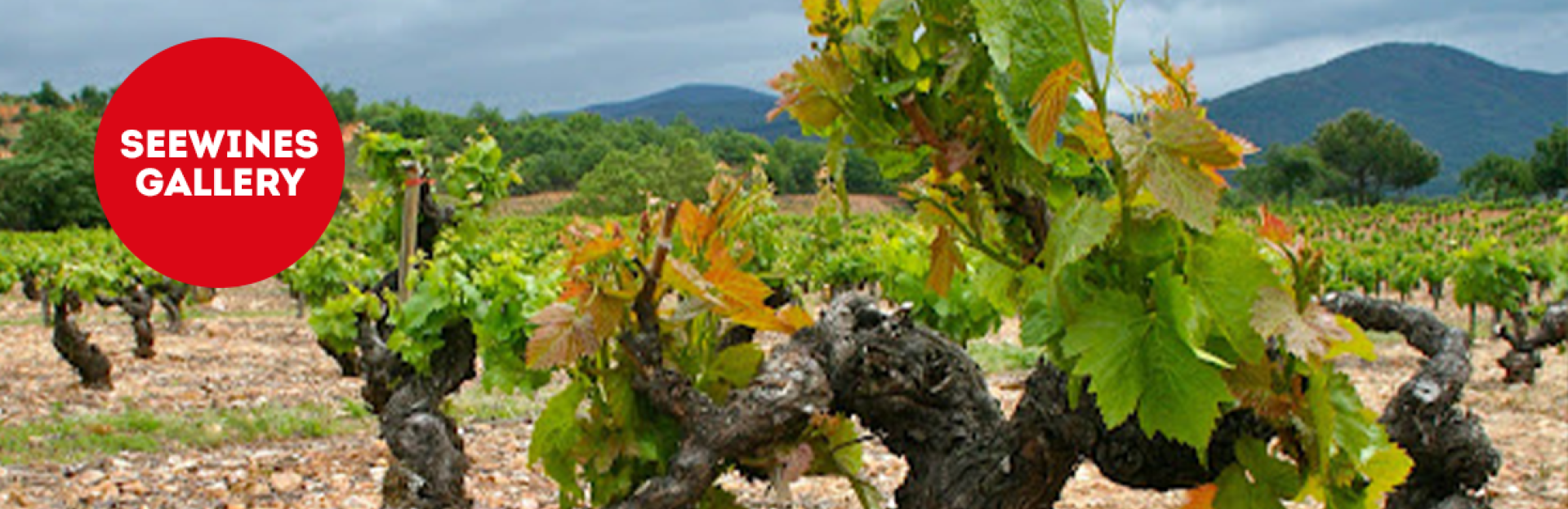 Дегустация в Галерия: Вината на Биерсо с Bodegas Merayo