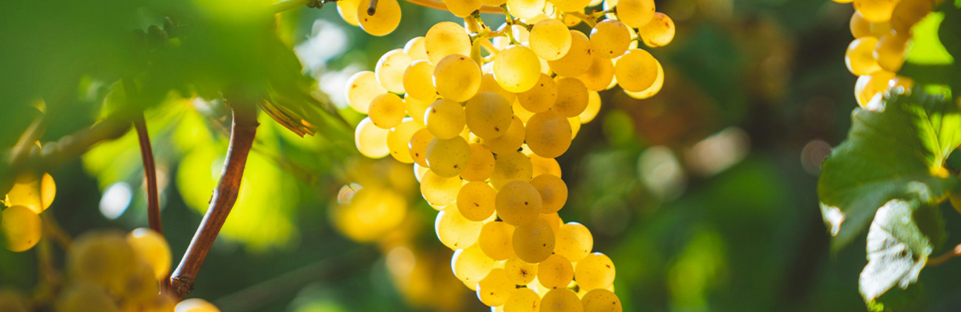 Шардоне от 5 тероара с кулминация Chassagne - Montrachet Blanc 2020 на Gagnard