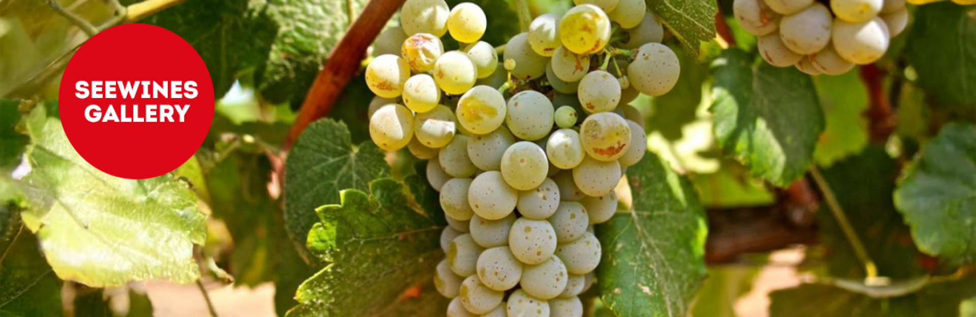 Дегустация в Галерия: Албариньо – Атлантическият хамелеон!