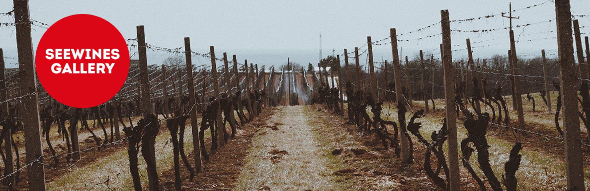 Дегустация в Галерия: Бургундия с изгряващата звезда Бертран Башле