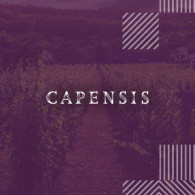 Capensis